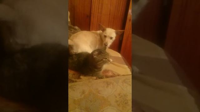 Собака домогается кота смотреть онлайн