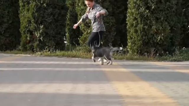 Щенок Хаски Кофейный Бум 2,5 мес смотреть онлайн