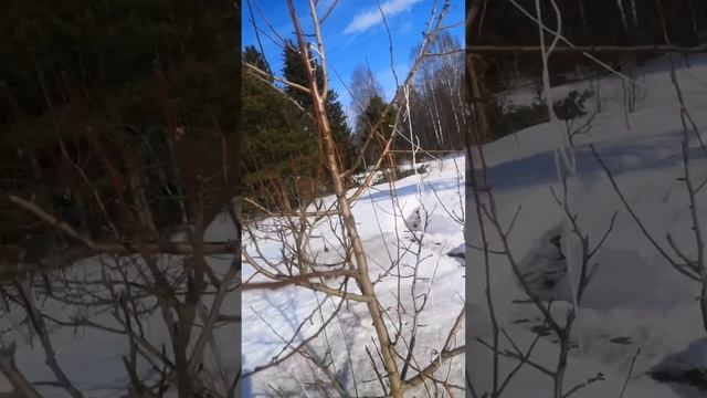 Обрезка груши Лада смотреть онлайн