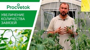 Увеличение урожая помидоров. Как повысить количество завязей томатов (баклажанов, перцев)?