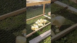 Когда выпускать на улицу и в водоем мускусных утят