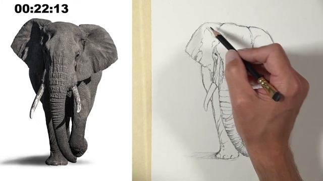 Elephant Pencil Drawing - Timed Drawing Exercise смотреть онлайн