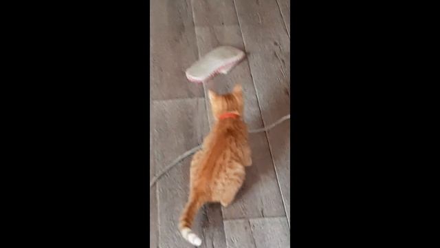 Прикол!Кот и Тапок! смотреть онлайн