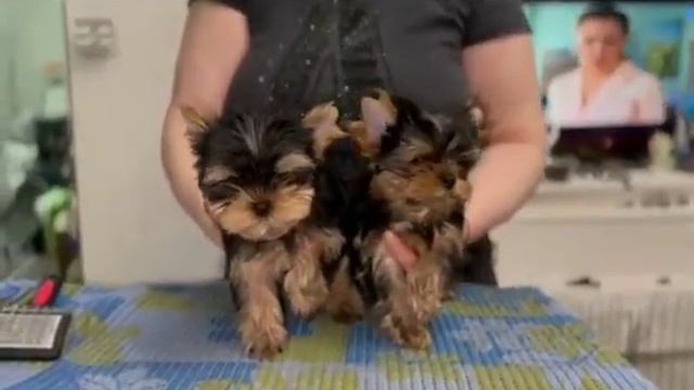 ,#йоркширский_терьер#питомникрозоваямечта смотреть онлайн