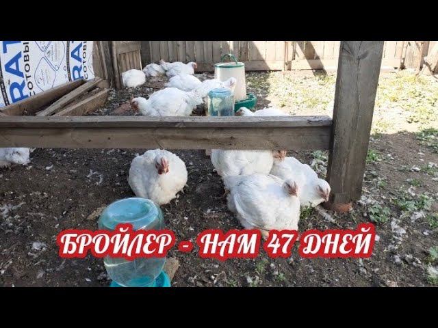 Кобб 500 - нам 47 дней. Улично - тепличное содержание... смотреть онлайн