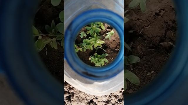 Как укоренить буддлею, форзицию и барбарис!? смотреть онлайн