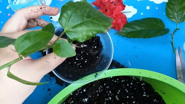 Как обрезать Гибискус, чтобы рос вширь, а не палкой. Укореняем черенок Гибискуса смотреть онлайн