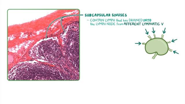 Lymph Nodes: Histology смотреть онлайн