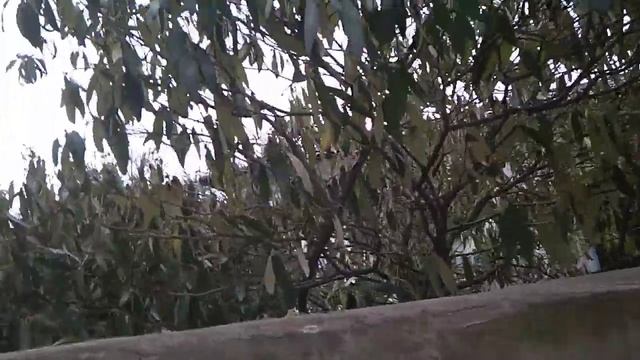 Калина морщинолистная Сем. Жимолостные
Viburnum rhytidophyllum смотреть онлайн