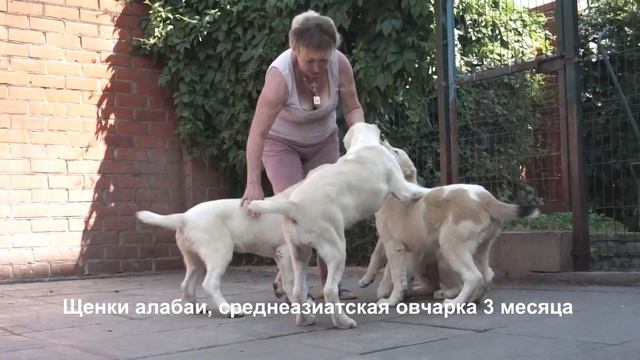 Щенки алабаи, среднеазиатской овчарки, 3 месяца. www.r-risk.ru +7(926)220-56-03 Татьяна Ягодкина смотреть онлайн
