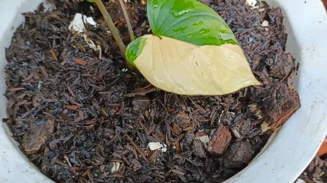 Amazing Variegated Homalomena Variagation смотреть онлайн