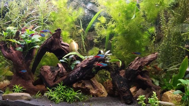 Лялиусы отнерестились смотреть онлайн