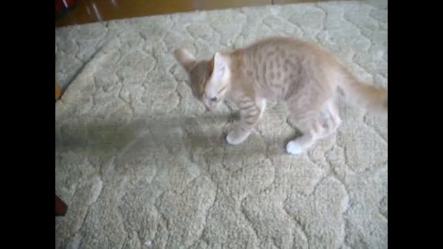 в память о солнцеmp4 смотреть онлайн
