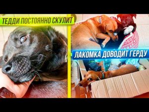 Лакомка ДОВОДИТ Герду, приняла ее за маму. Покупаем кошкам еду. Тедди постоянно просит внимания.