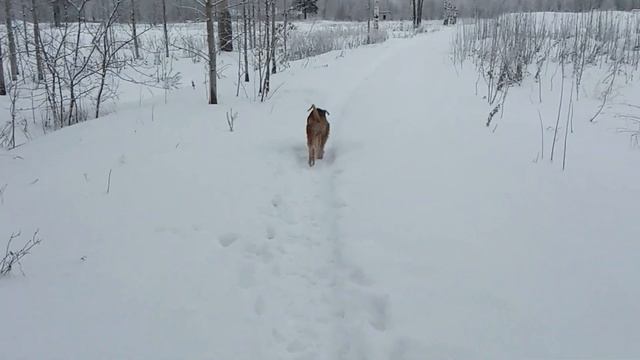 Прогулки эрделя Ричарда. Псу 9 месяцев смотреть онлайн