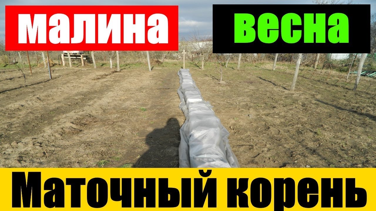Разведение маточного корня малины Маточный корень у малины смотреть онлайн