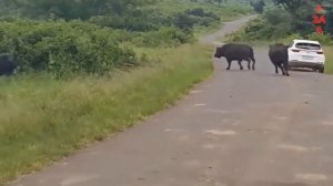 Животные Атакуют Автомобили. Бык в Ярости!