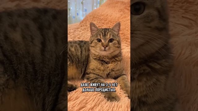 Какую кошку лучше выбрать: породистую или беспородную #коты #кот #кошка смотреть онлайн