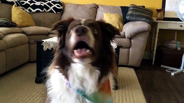 Border Collie's amazing dance moves to drum music смотреть онлайн