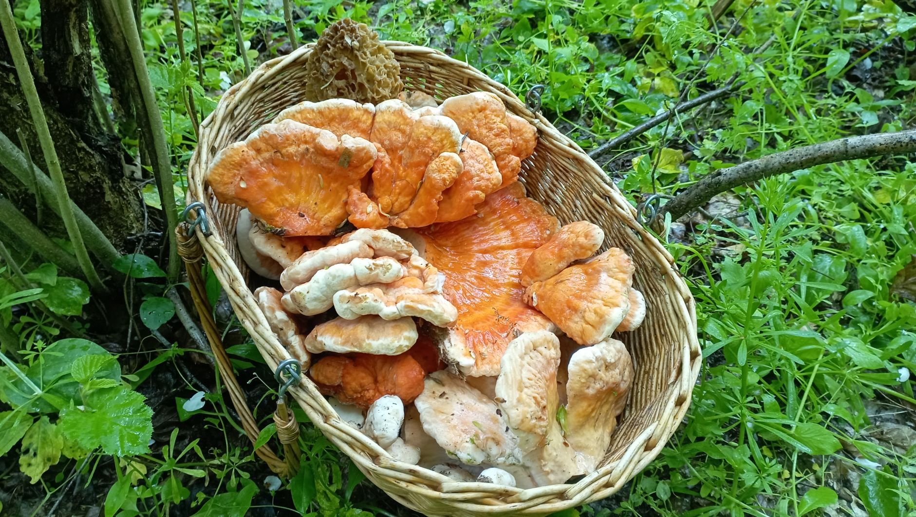 ГРИБ-КУРИЦА! Всё больше и больше! По грибы 22 апреля 2023 года. смотреть онлайн