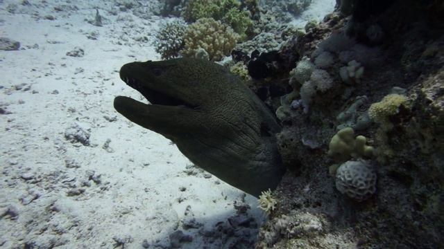 Гигантская мурена. Подводный мир Красного моря. Giant moray eel смотреть онлайн