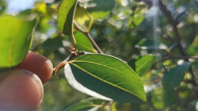 Держи-дерево смотреть онлайн