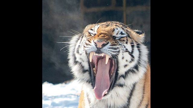 тигрята смотреть онлайн