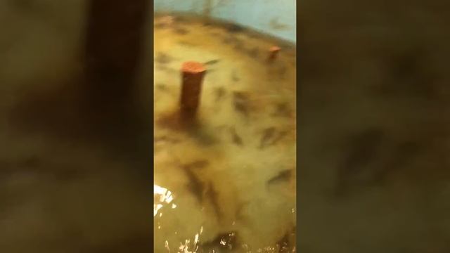 Чистка бассейнов и пересадка осетра смотреть онлайн