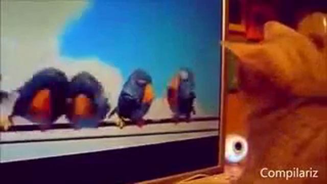 Смешное видео про кошек 2 Супер приколы 2013 выпуск 13 online video cutter com 2 смотреть онлайн