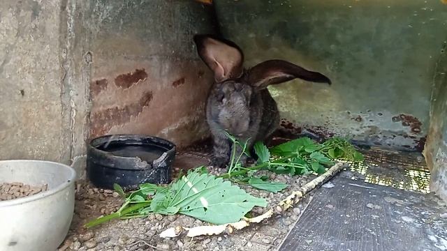 Кролики советское серебро - случка. Сколько лет держу самцов на племя. смотреть онлайн