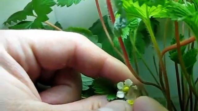 Опыление клубники flv смотреть онлайн