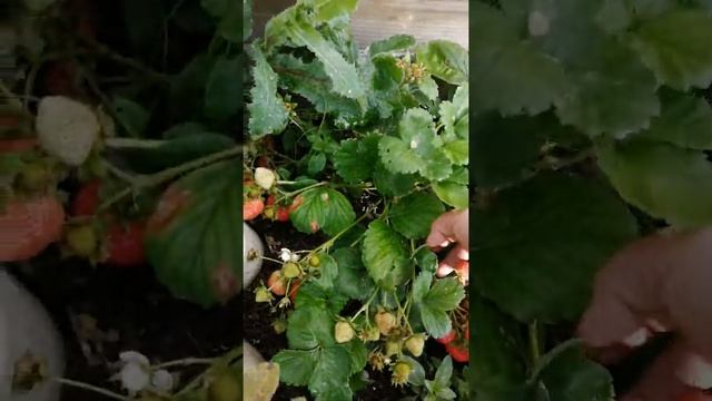 Земляника и клубника из семян сладкоежка,флориан, альпина радуга и другие смотреть онлайн