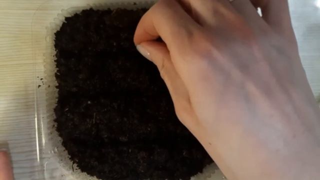 КАК ВЫРАСТИТЬ ПОРТУЛАК ИЗ СЕМЯН!?ВСХОДЫ ЗА 2 ДНЯ!!! смотреть онлайн