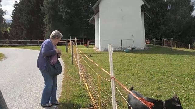 Alpine Alpacas смотреть онлайн