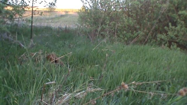 ловля соловья 16 05 15 смотреть онлайн