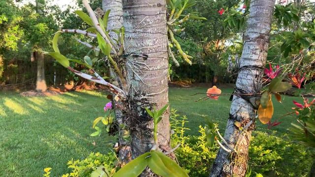 April 2019 Orchid Update, New Blooms, New Growth, I’m Back! смотреть онлайн