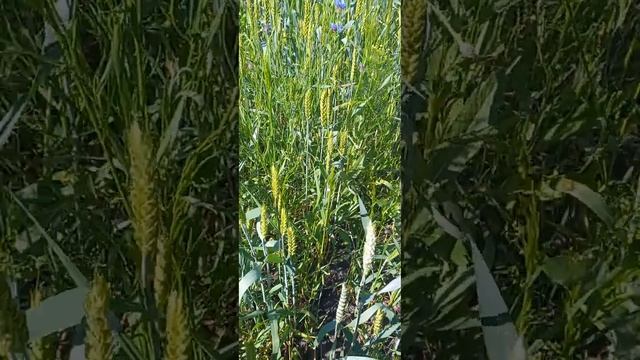 18 июня 2023 г. смотреть онлайн