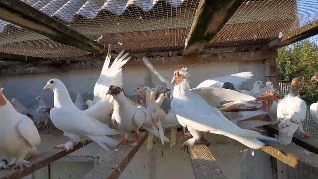 #бакинскиебойныеголуби. Красивая игра бакинских бойных голубей смотреть онлайн