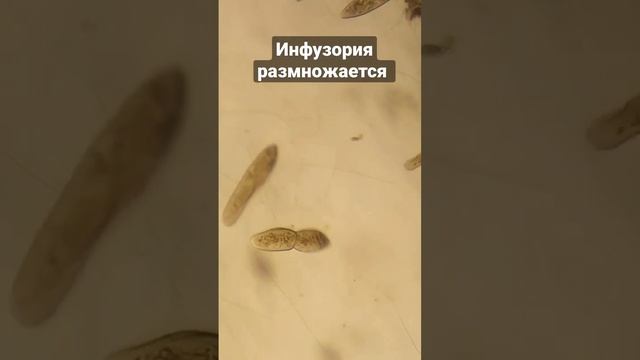 Размножение инфузории смотреть онлайн