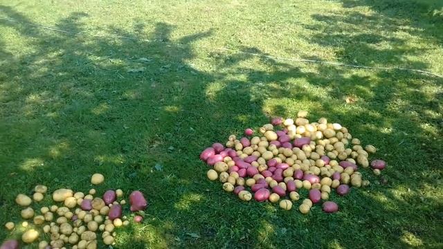 Мою картошку перед закладкой на хранение. Как я храню картофель. 3 августа 2017г. смотреть онлайн