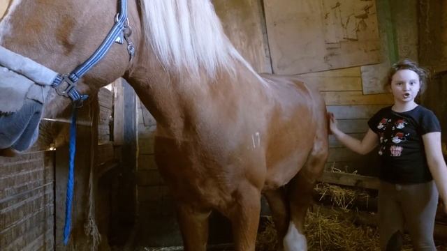 Как правильно чистить лошадь смотреть онлайн