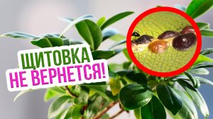Меры борьбы с щитовкой на комнатных растениях. Как избавиться от щитовки на домашних растениях?