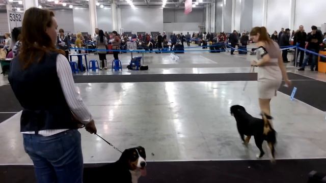 Eurasia-2 2013_Энтлебухер Зенненхунд _выбор лучшего кобеля смотреть онлайн