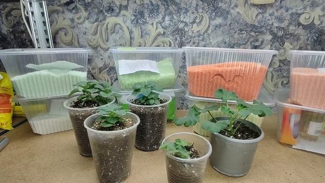 Эти удобрения помогут вырастить отличную цветочную и овощную рассаду . Черенкую укореняю размножаю. смотреть онлайн