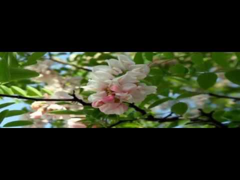 Белой акации гроздья душистые -- Людмила Сенчина смотреть онлайн