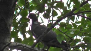 Лесной голубь. Вяхирь. Голос вяхиря. Птицы Сибири.