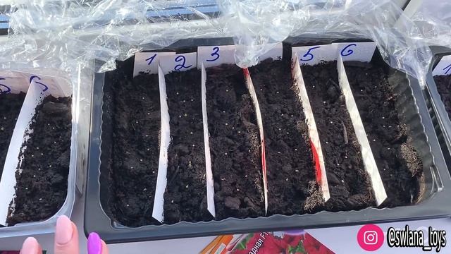 Как поживает моя рассада петунии. Петуния перед пикированием Часть 2/2. Рабочий способ. смотреть онлайн