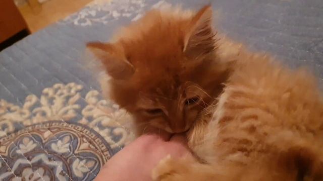 Бесплатная еда для КУР НЕСУШЕК смотреть онлайн