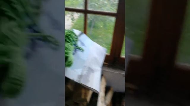 баня жилая смотреть онлайн