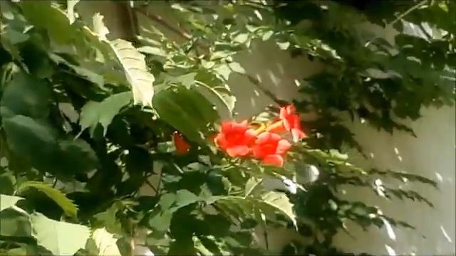 Лиана Кампсис Liana Campsis 藤本植物 Liana Campsis リアナカンプシス Liana Campsis 리아나 캠프시스 Liana Campsis ليانا